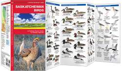 Saskatchewan Birds