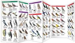 Saskatchewan Birds
