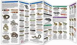 Texas Reptiles & Amphibians