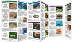 Texas Invasive Animals