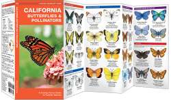 California Butterflies & Pollinators