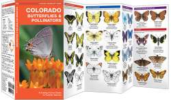 Colorado Butterflies & Pollinators