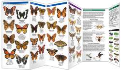 Colorado Butterflies & Pollinators