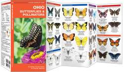 Ohio Butterflies & Pollinators