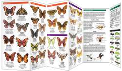 Ohio Butterflies & Pollinators