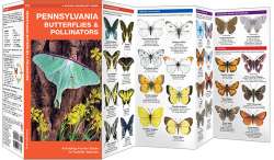 Pennsylvania Butterflies & Pollinators