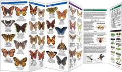 Wisconsin Butterflies & Pollinators