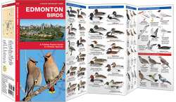 Edmonton Birds