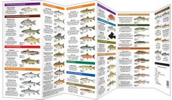 Alberta Fishes - Pocket Guide