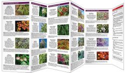 Texas Invasive Plants - Pocket Guide