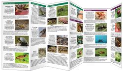 Florida Invasive Animals - Pocket Guide