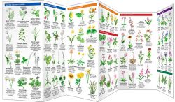 Portland Trees & Wildflowers - Pocket Guide