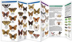 Alaska Butterflies & Moths