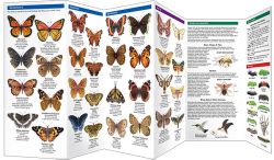Great Lakes Butterflies & Moths