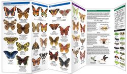 Indiana Butterflies & Moths - A Pocket Naturalist Guide