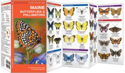 New England Butterflies & Moths