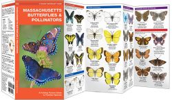 Massachusetts Butterflies & Moths