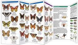 Minnesota Butterflies & Moths - A Pocket Naturalist Guide
