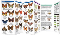 Missouri Butterflies & Moths - A Pocket Naturalist Guide