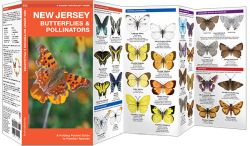 New Jersey Butterflies & Moths