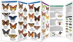 New Jersey Butterflies & Moths