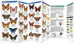 South Carolina Butterflies & Pollinators