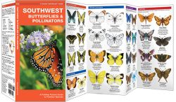 Southwestern Butterflies & Moths