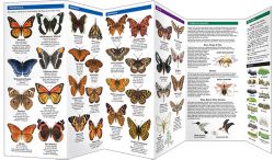 Southwestern Butterflies & Moths