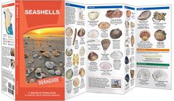 Seashells