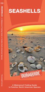 Seashells - Waterproof Pocket Guide