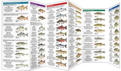 Ontario Fishes - Pocket Guide