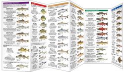 British Columbia Fishes - Pocket Guide