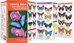 Costa Rica Butterflies & Moths