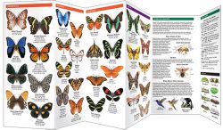 Costa Rica Butterflies & Moths