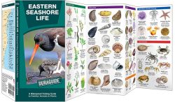 Eastern Seashore Life - A Pocket Naturalist Guide