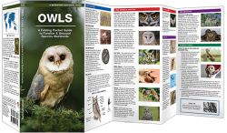 Owls - Pocket Guide