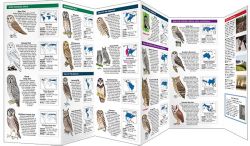 Owls - Pocket Guide