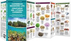 Caribbean Seashore Life (Criaturas Del Litoral Cribeno) - Pocket Guide