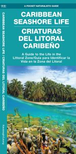 Caribbean Seashore Life (Criaturas Del Litoral Cribeno) - Pocket Guide