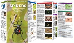 Spiders - Pocket Guide