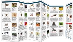 Spiders - Pocket Guide