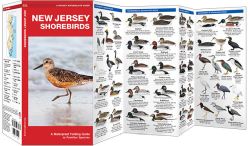 New Jersey Shorebirds - Pocket Guide
