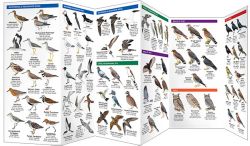 New Jersey Shorebirds - Pocket Guide