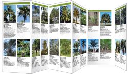Florida Palms - Pocket Guide