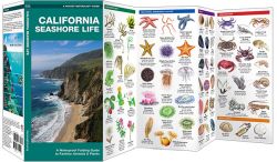 California Seashore Life - Pocket Guide