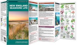 New England Seashore Life - Pocket Guide