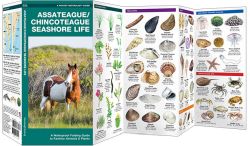Assateague/Chincoteague Seashore Life - Pocket Guide