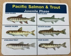 Pacific Salmon & Trout Ident-I-Card - Custom Spawning Colors