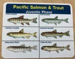 CUSTOM IMPRINTED - Pacific Salmon & Trout - Juvenile Ident-I-Card - Waterproof Freshwater Fish Identification Card